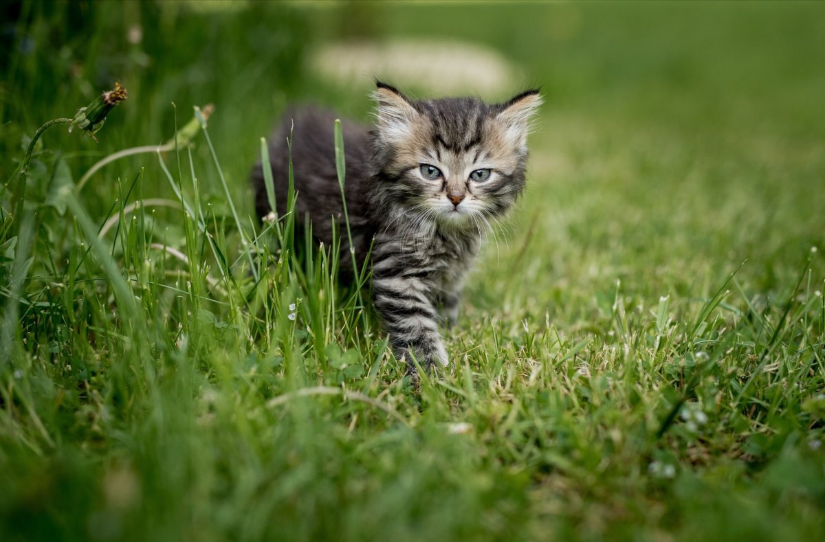 Котята летом