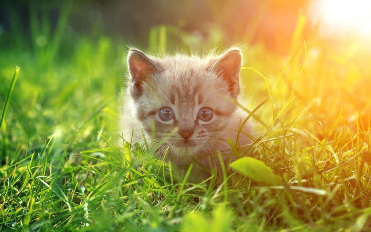 Котенок и лето