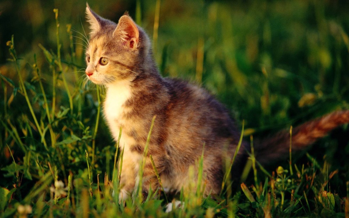 Котятки на природе