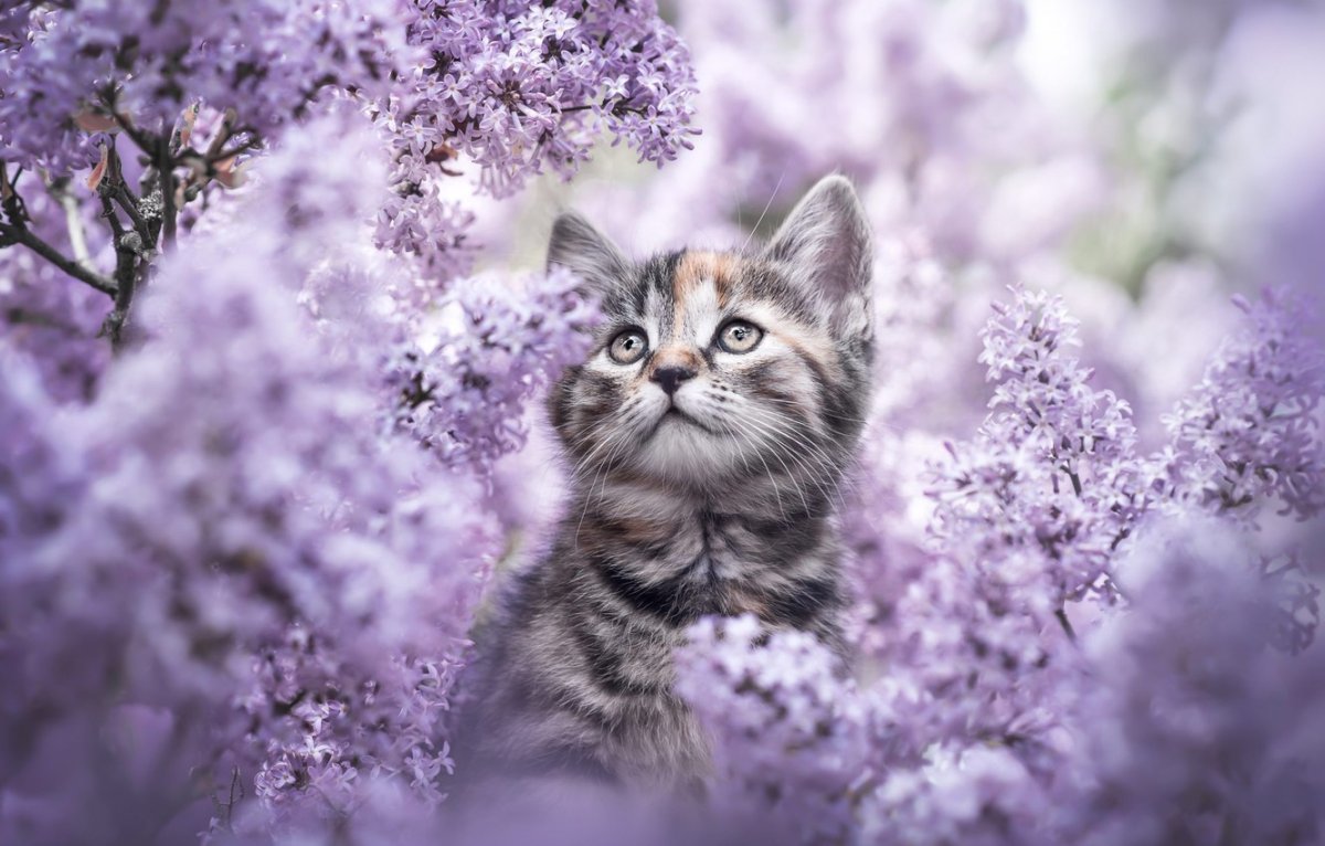 Кот и сирень