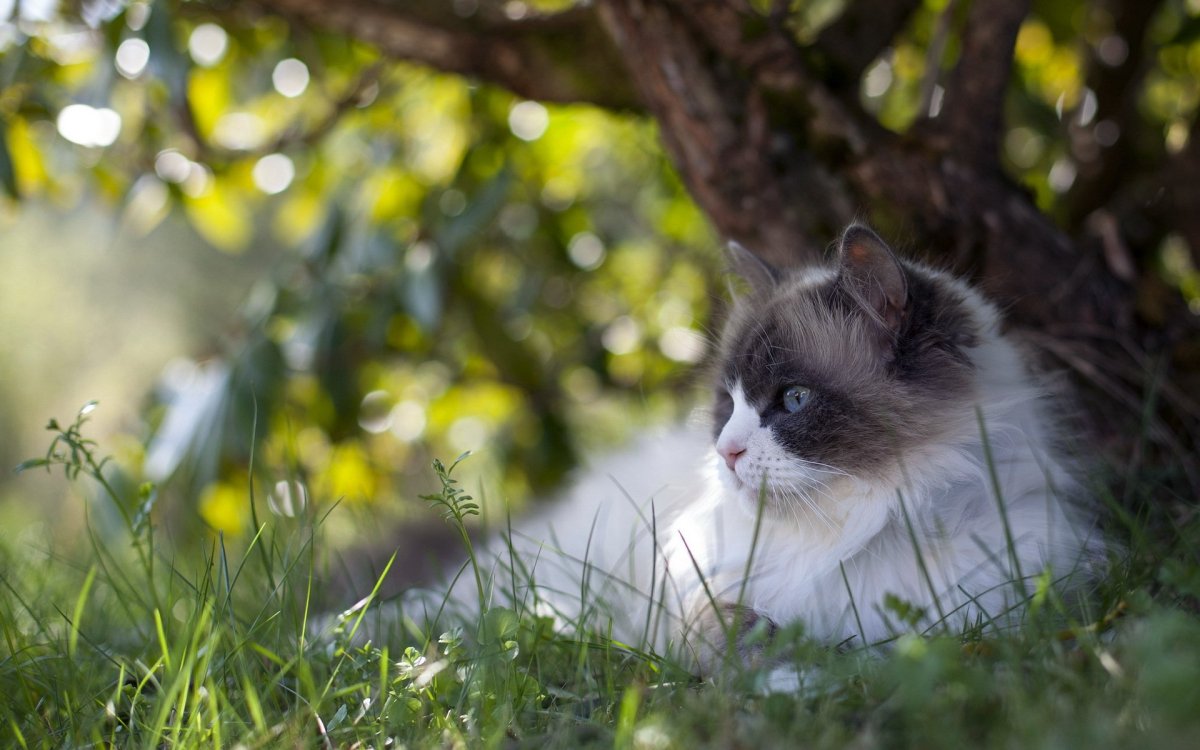 Милые котята на природе