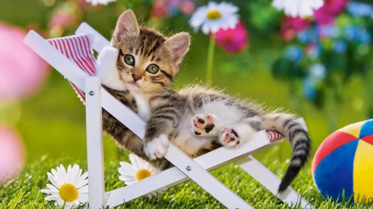 Коты и лето
