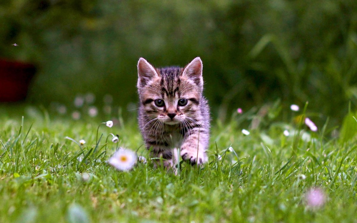 Милые котята на природе