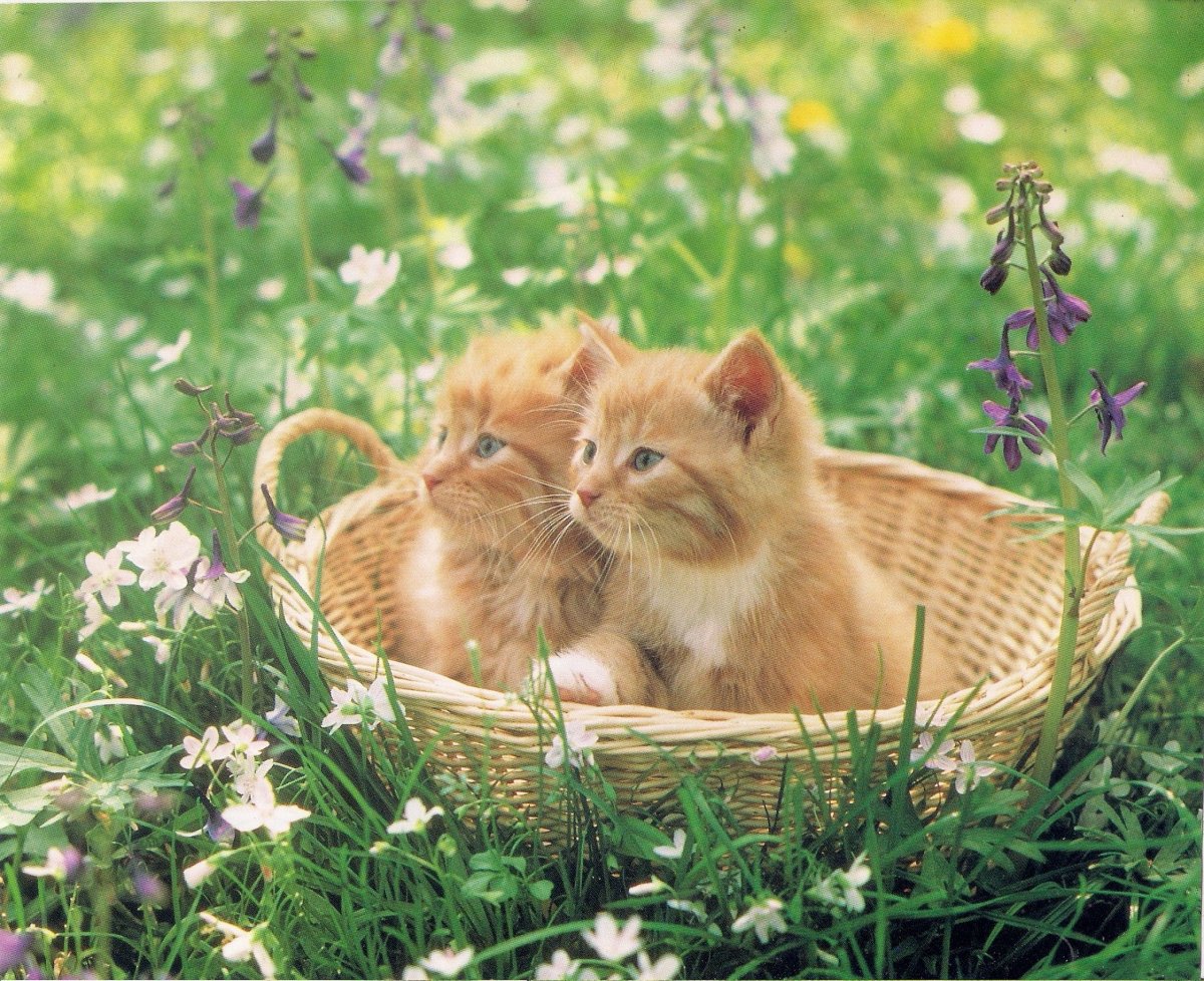 Корзинка для кошки
