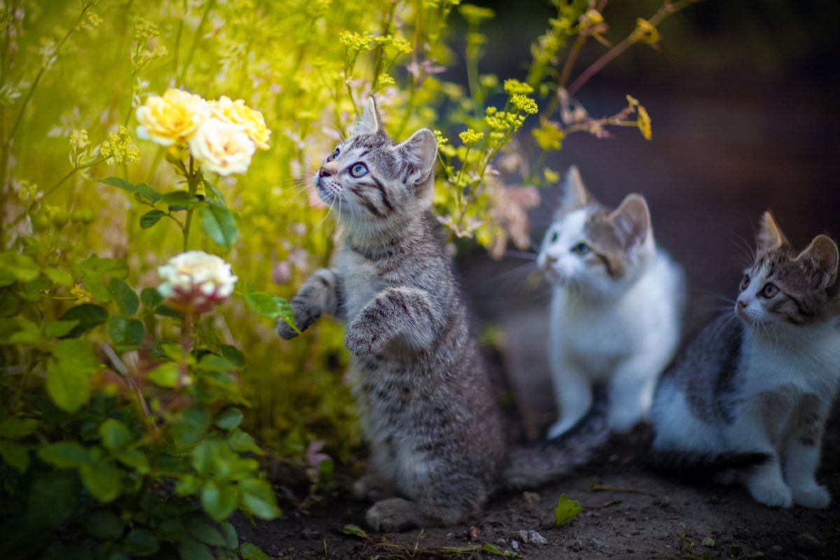 Котенок и Весна