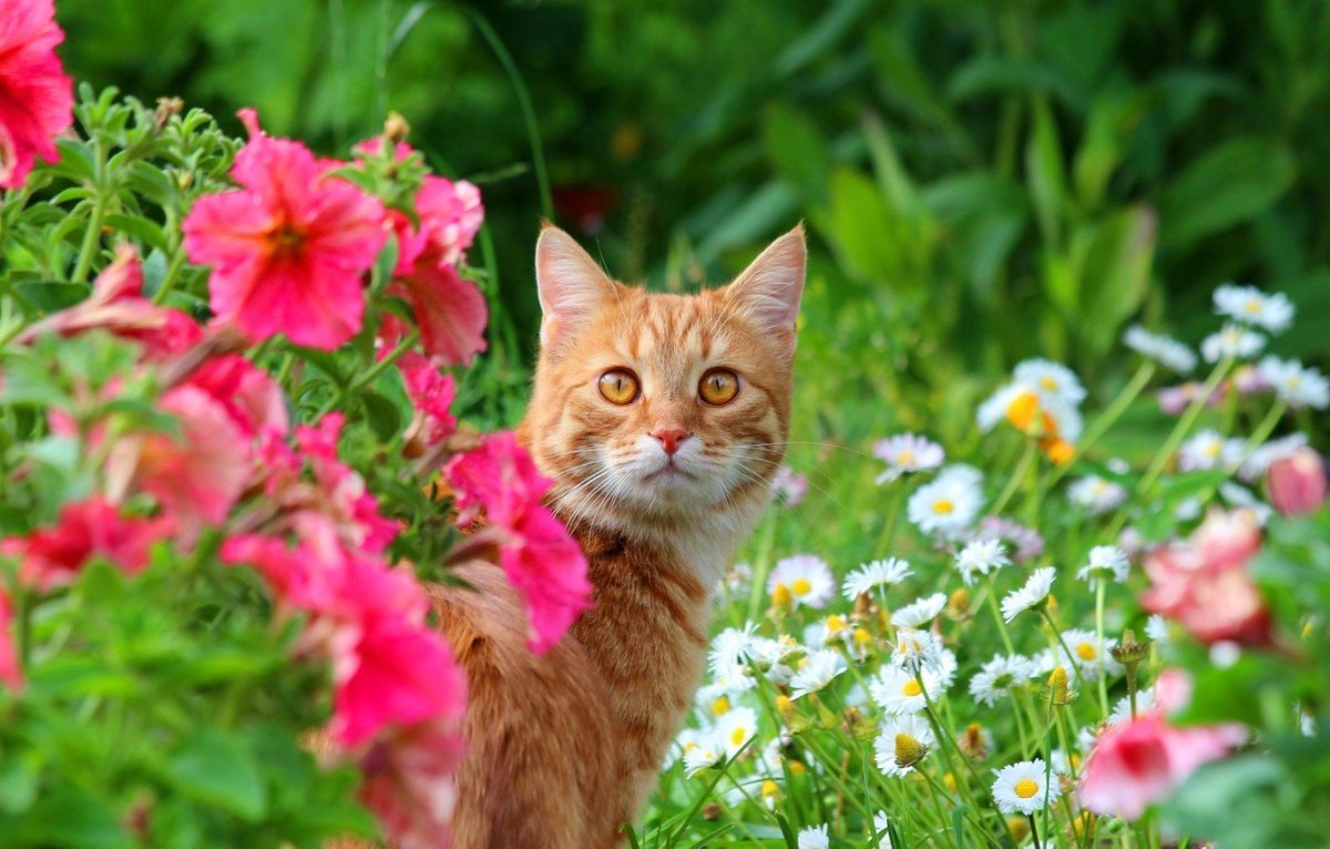 Котики лето