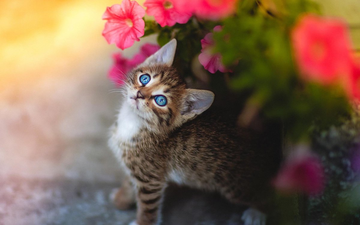 Котёнок с цветком