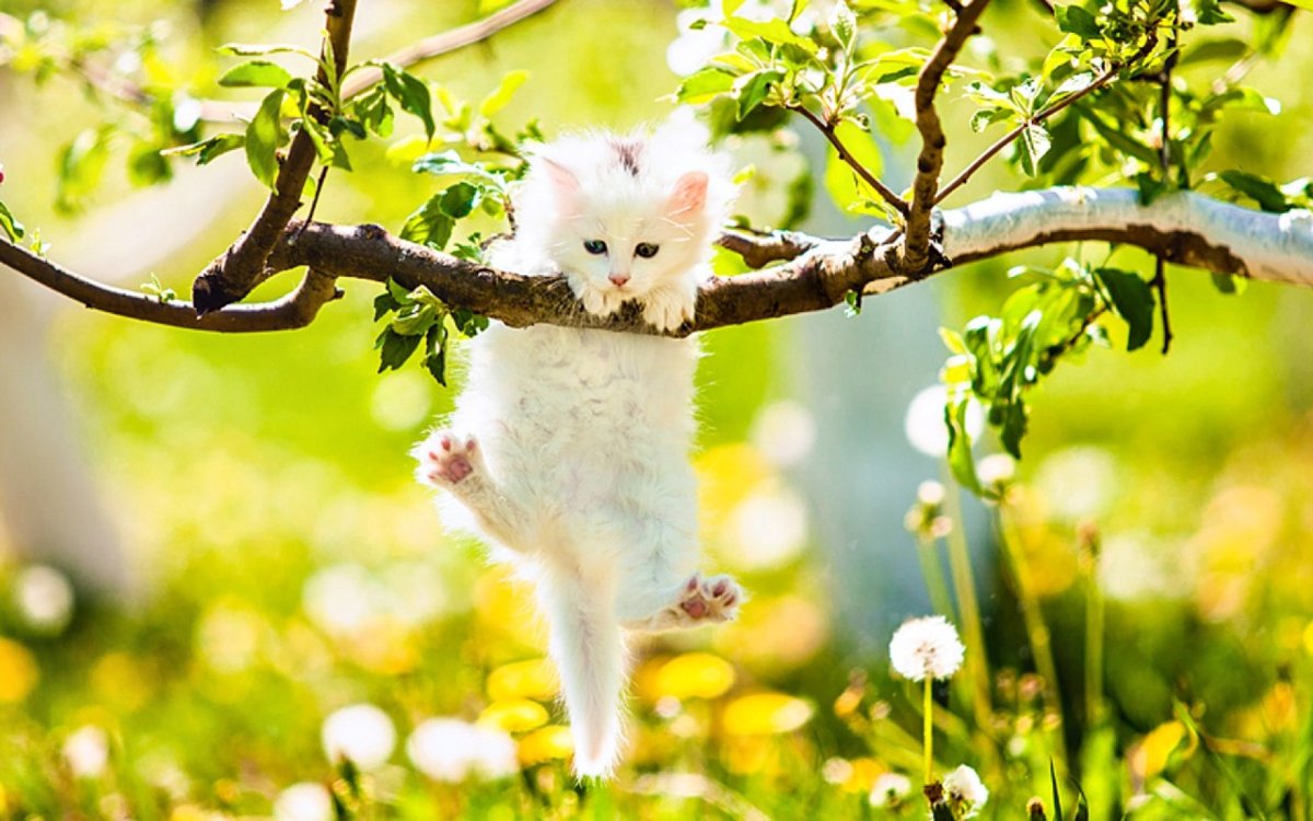 Весенний котик