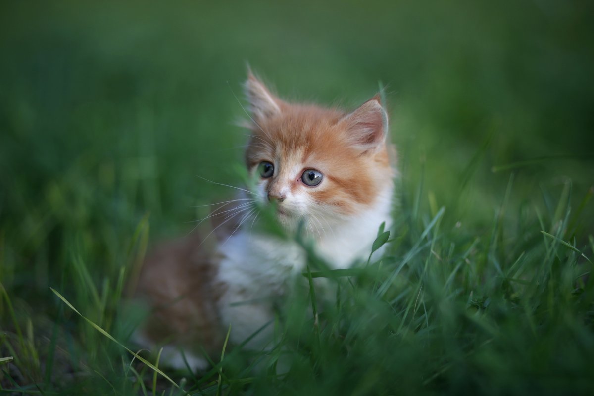 Милые котята