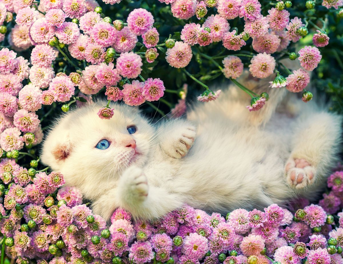 Котенок с цветами