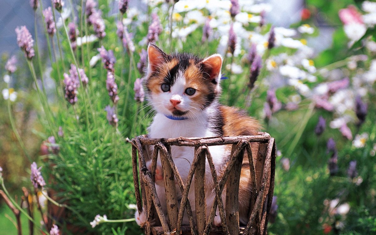 Котята на природе