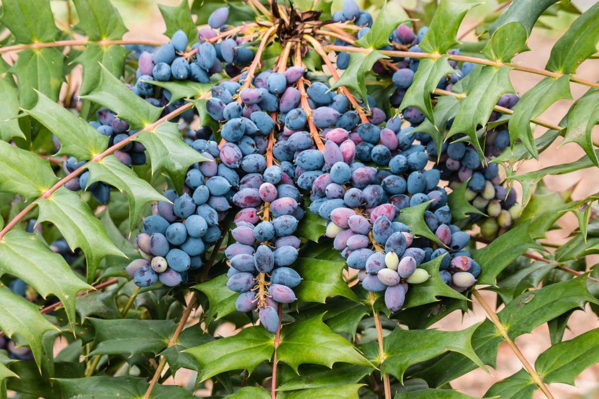 Mahonia Берри