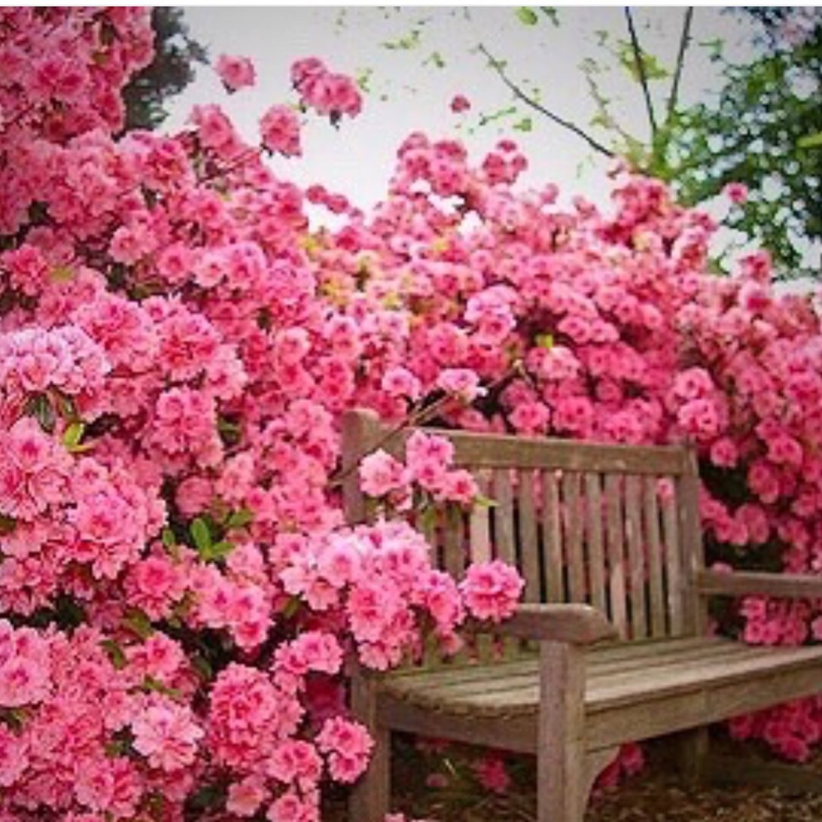 Rose Bush