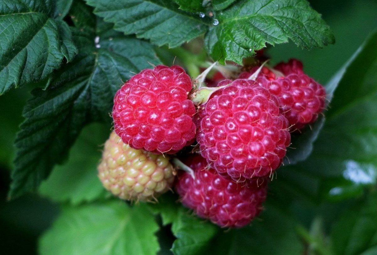 Малина Rubus idaeus