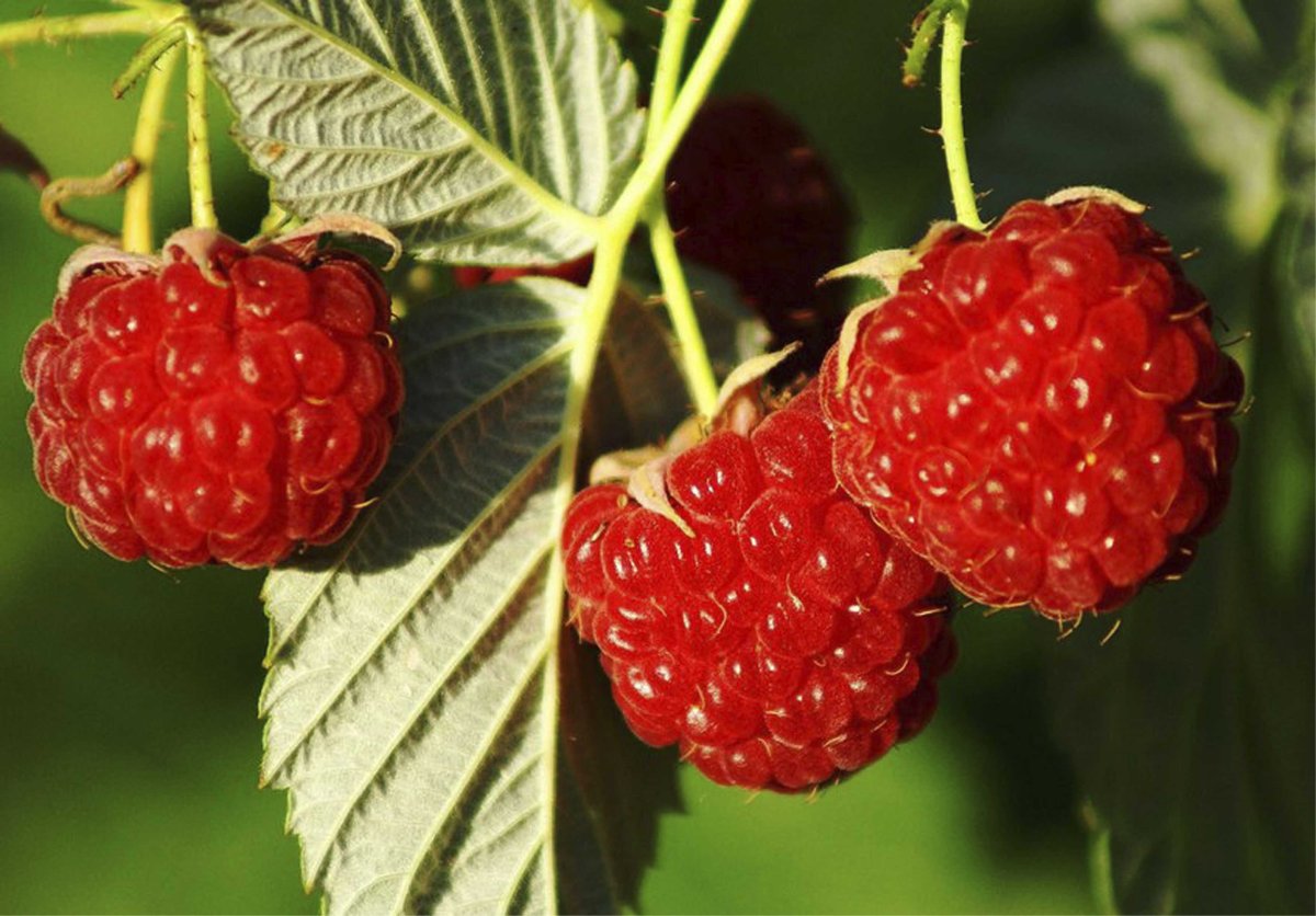 Малина обыкновенная (Rubus idaeus)