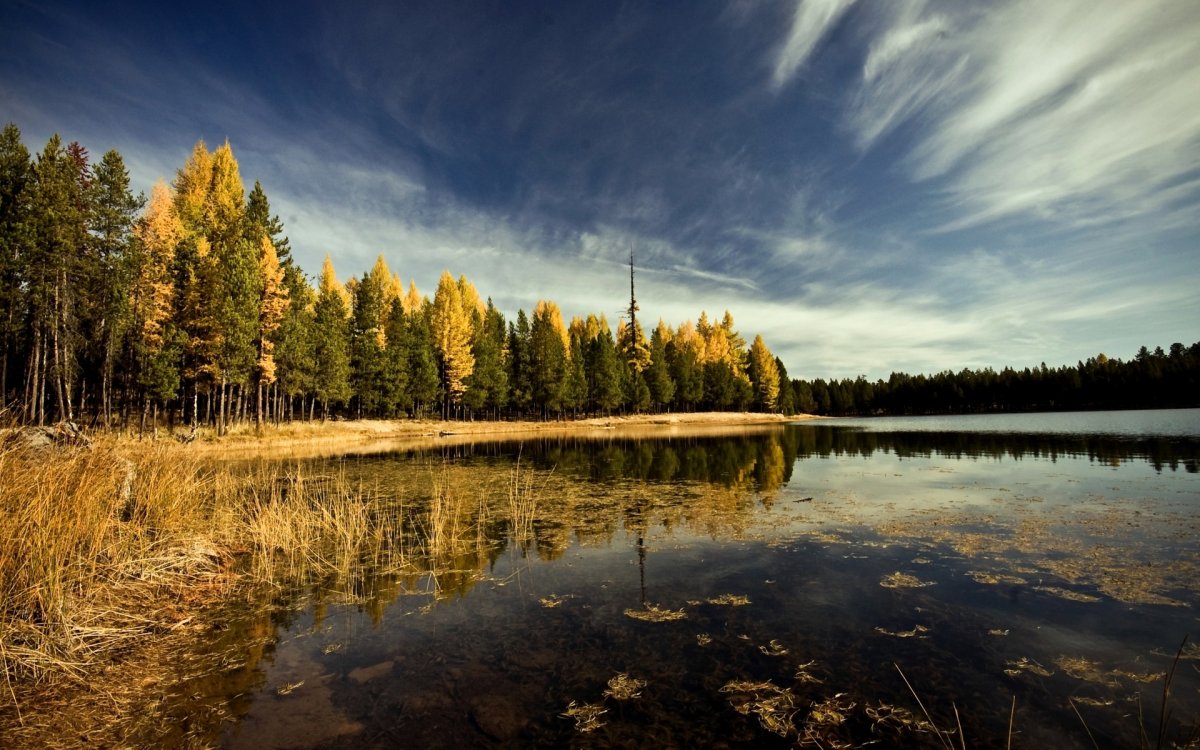 Карелия лес озеро осень