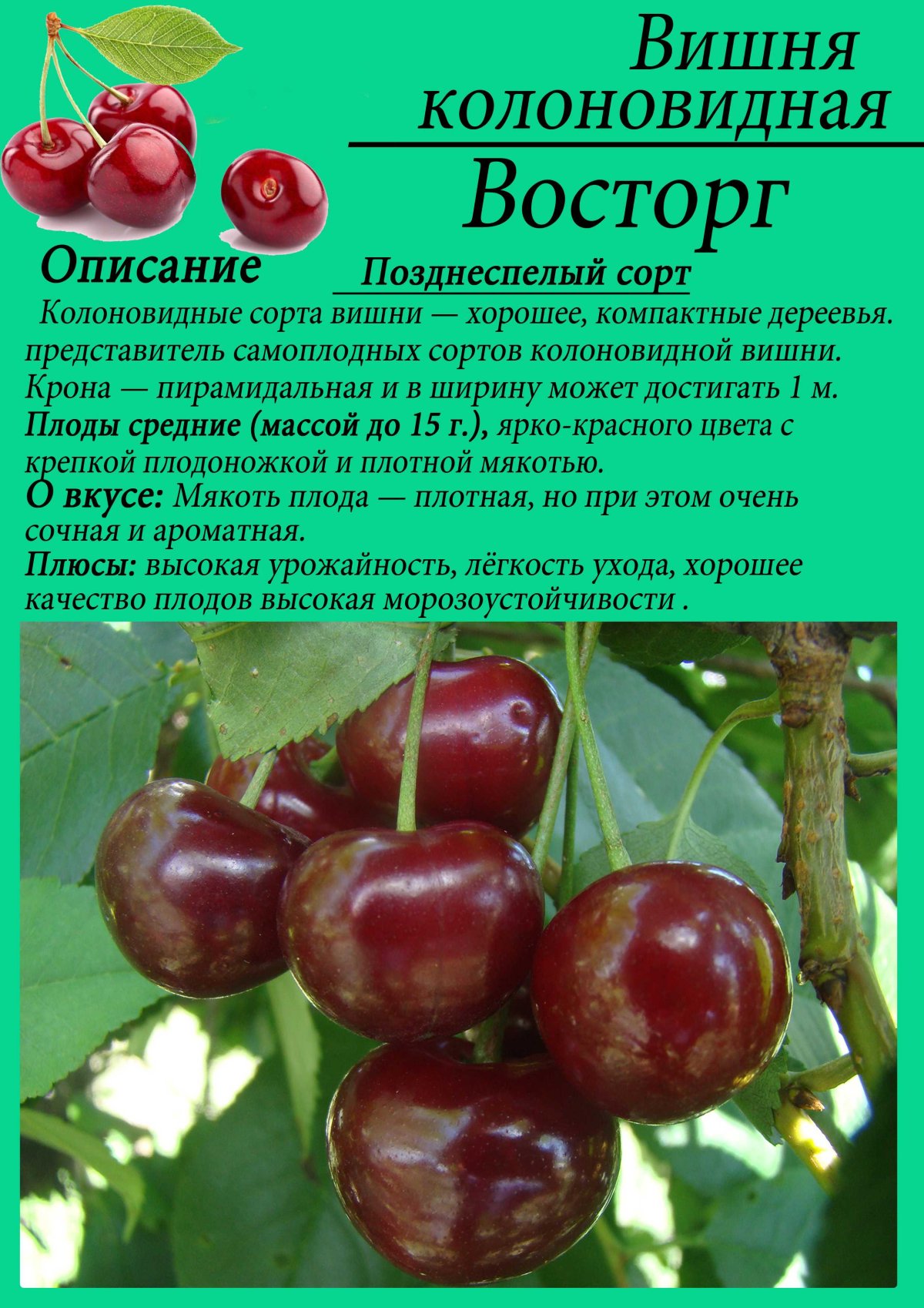 Колоновидная черешня Малютка
