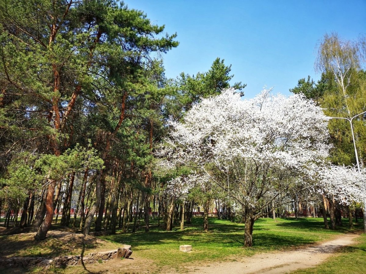 Анапа сосны