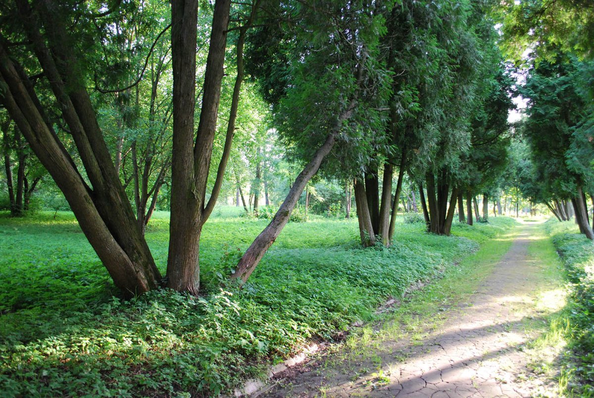 Туевая аллея Кисловодск