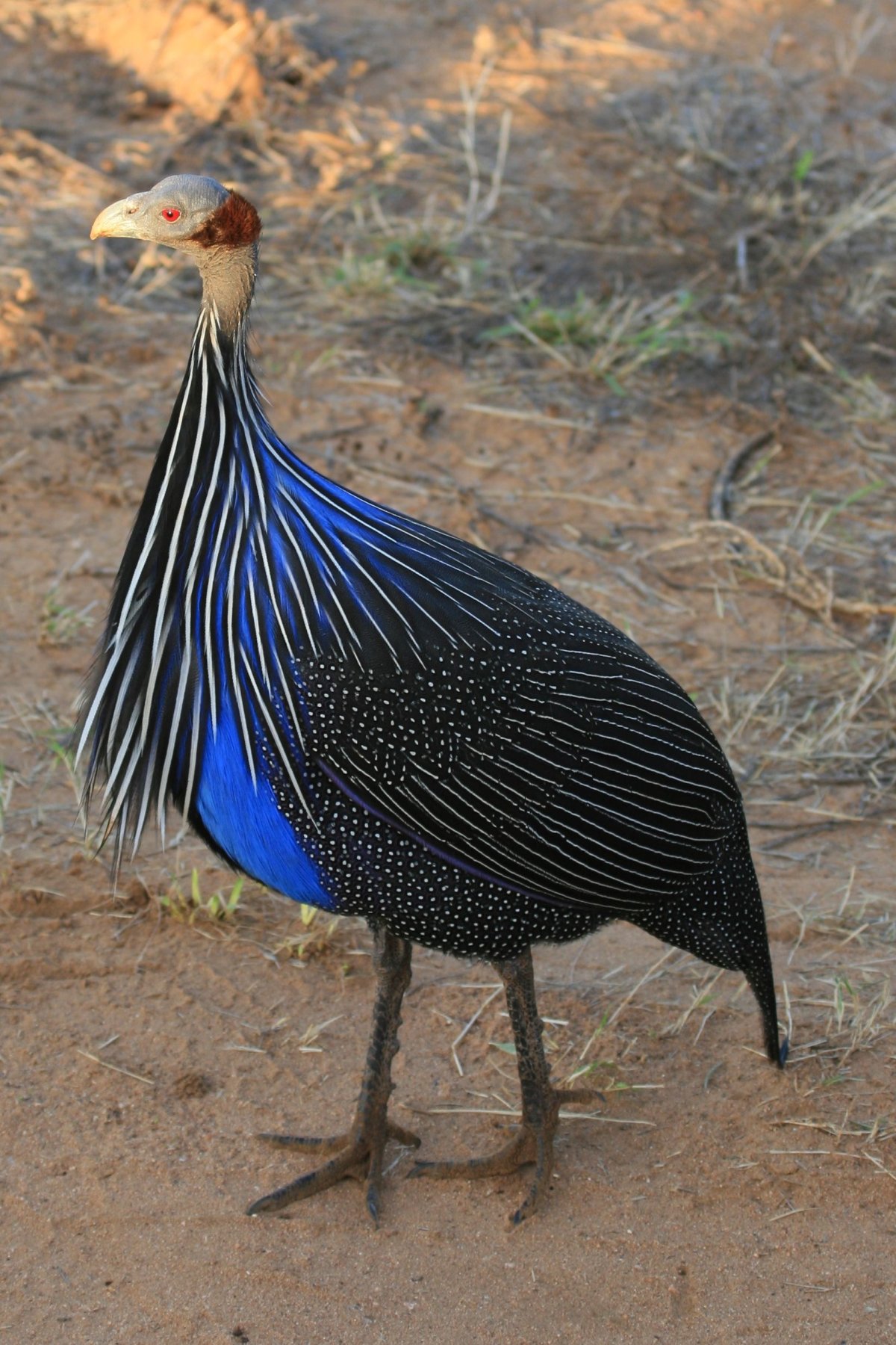 Guinea Fowl Fly