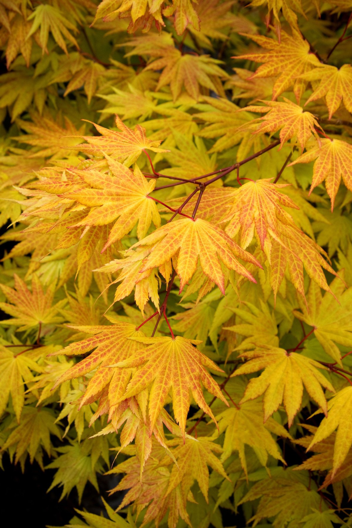 Acer shirasawanum 'autumn Moon'