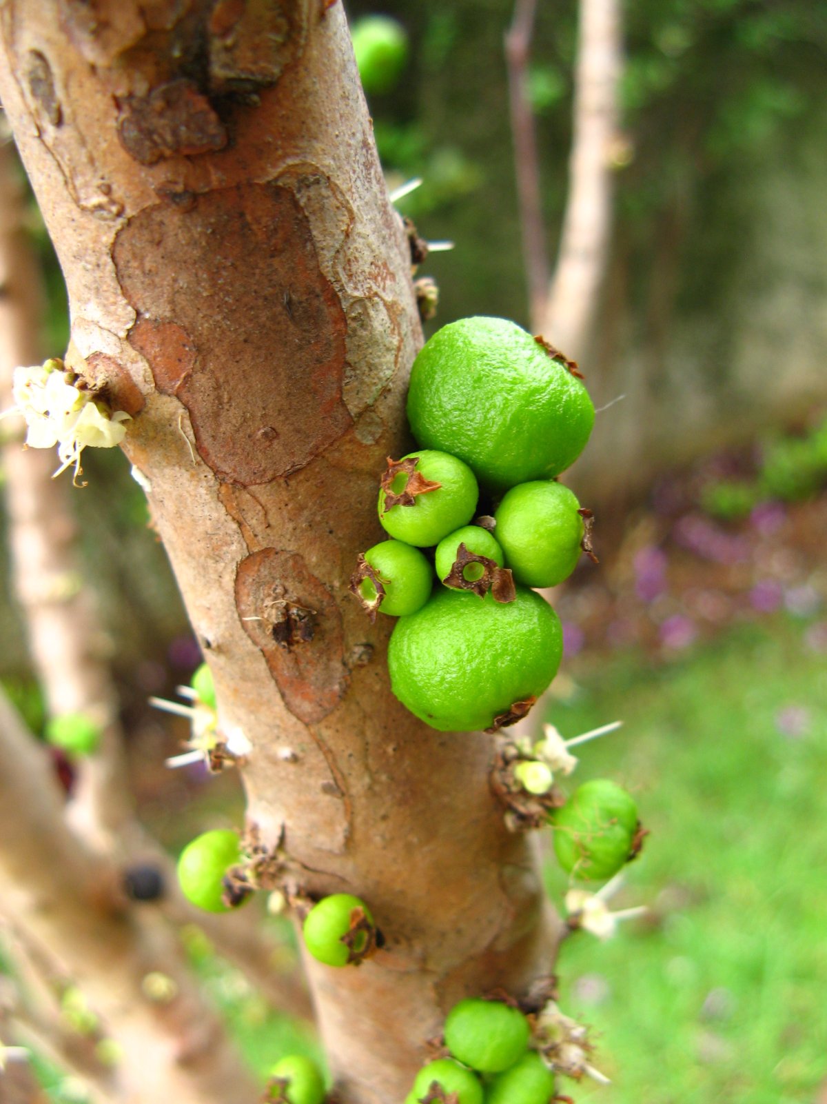 Plinia cauliflora