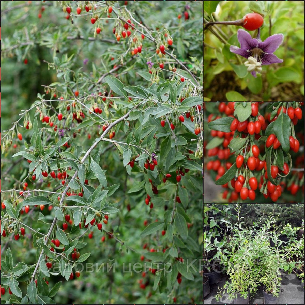 Годжи (Дереза) Lycium barbarum “korean big”