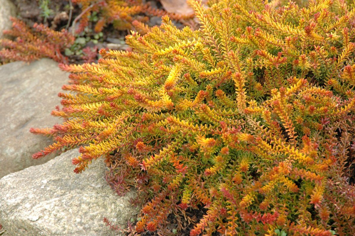 Empetrum nigrum (водяника черная) 'Bernstein'