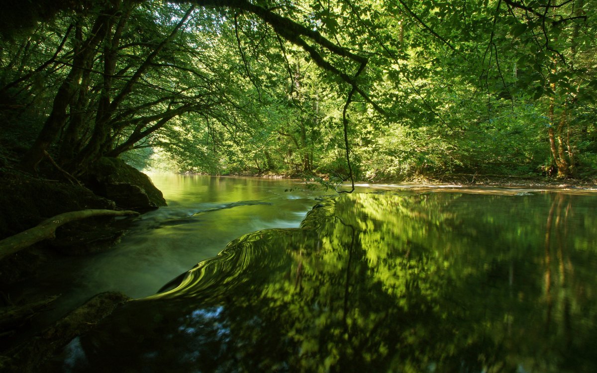 Лес вода