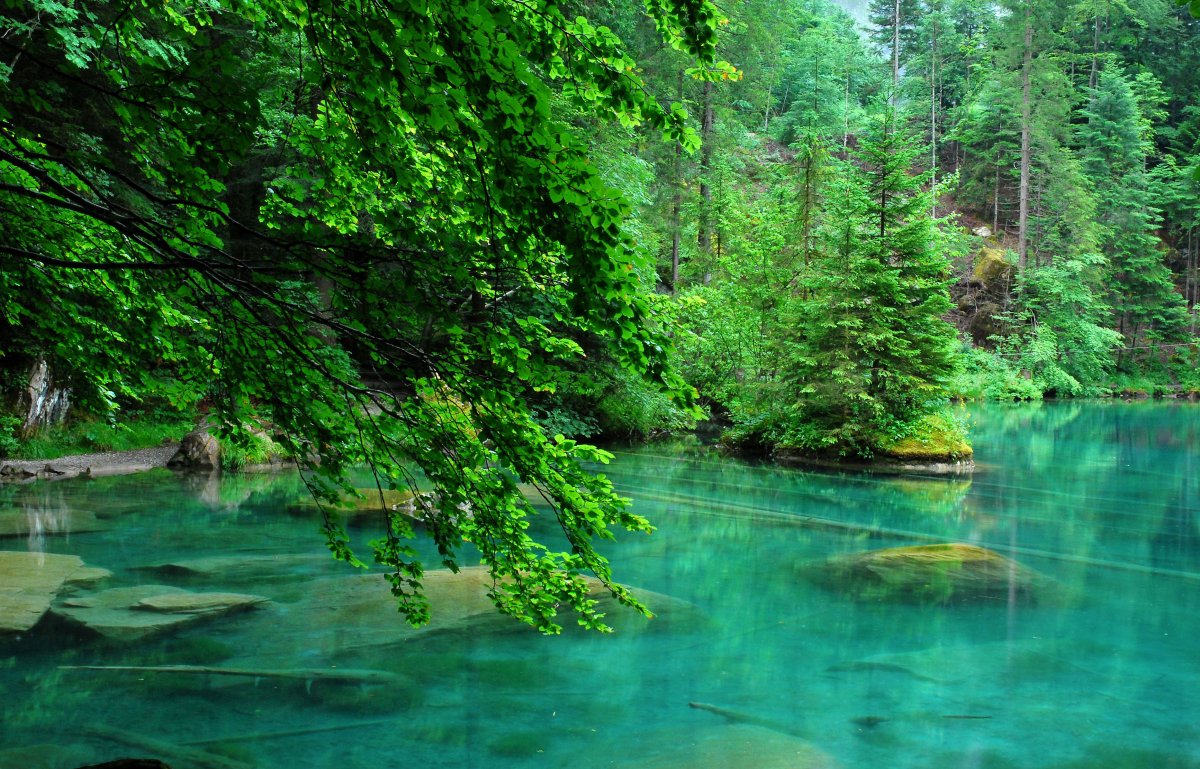 Лес вода