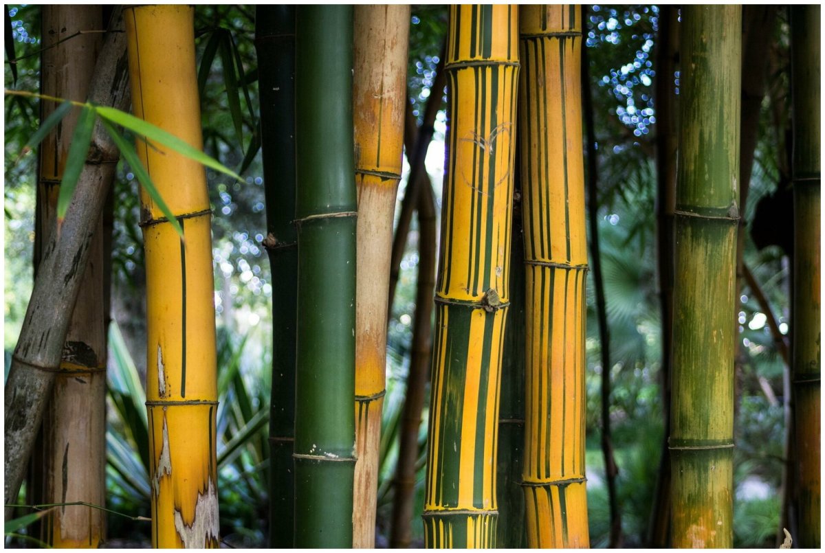 Phyllostachys Vivax