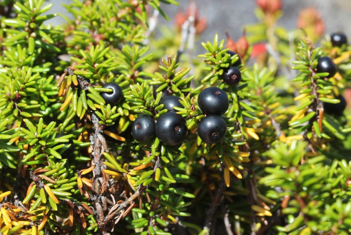 Empetrum nigrum
