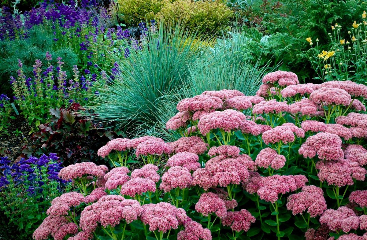 Очиток Видный (Sedum spectabile `Brilliant`)
