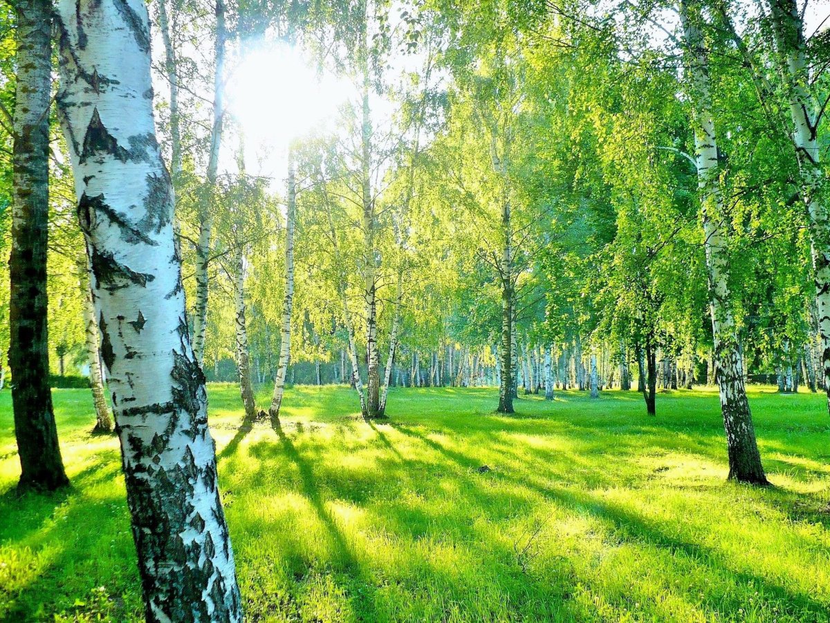 Лес Подольск березовый