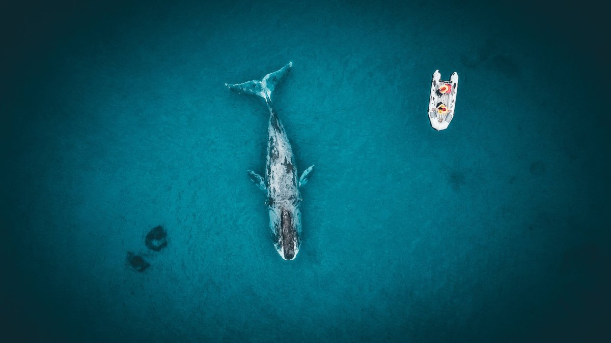Охотское море синий кит