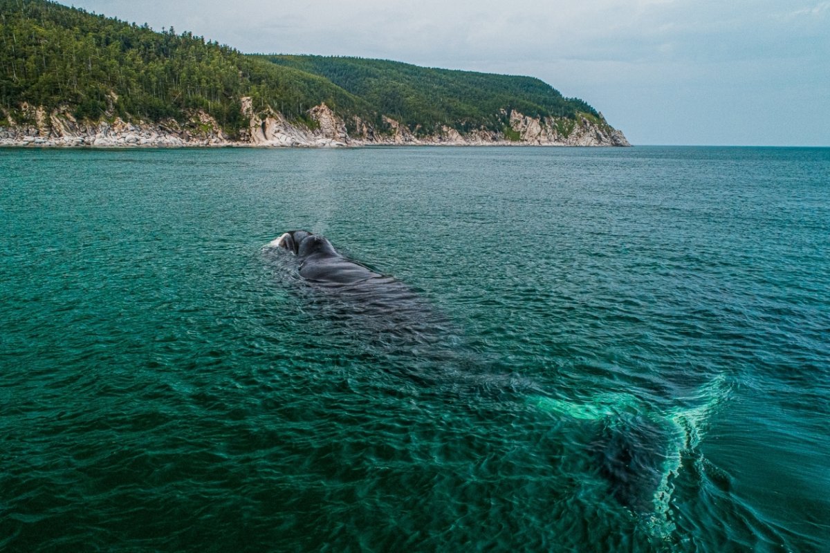 Шантарские острова Охотское море