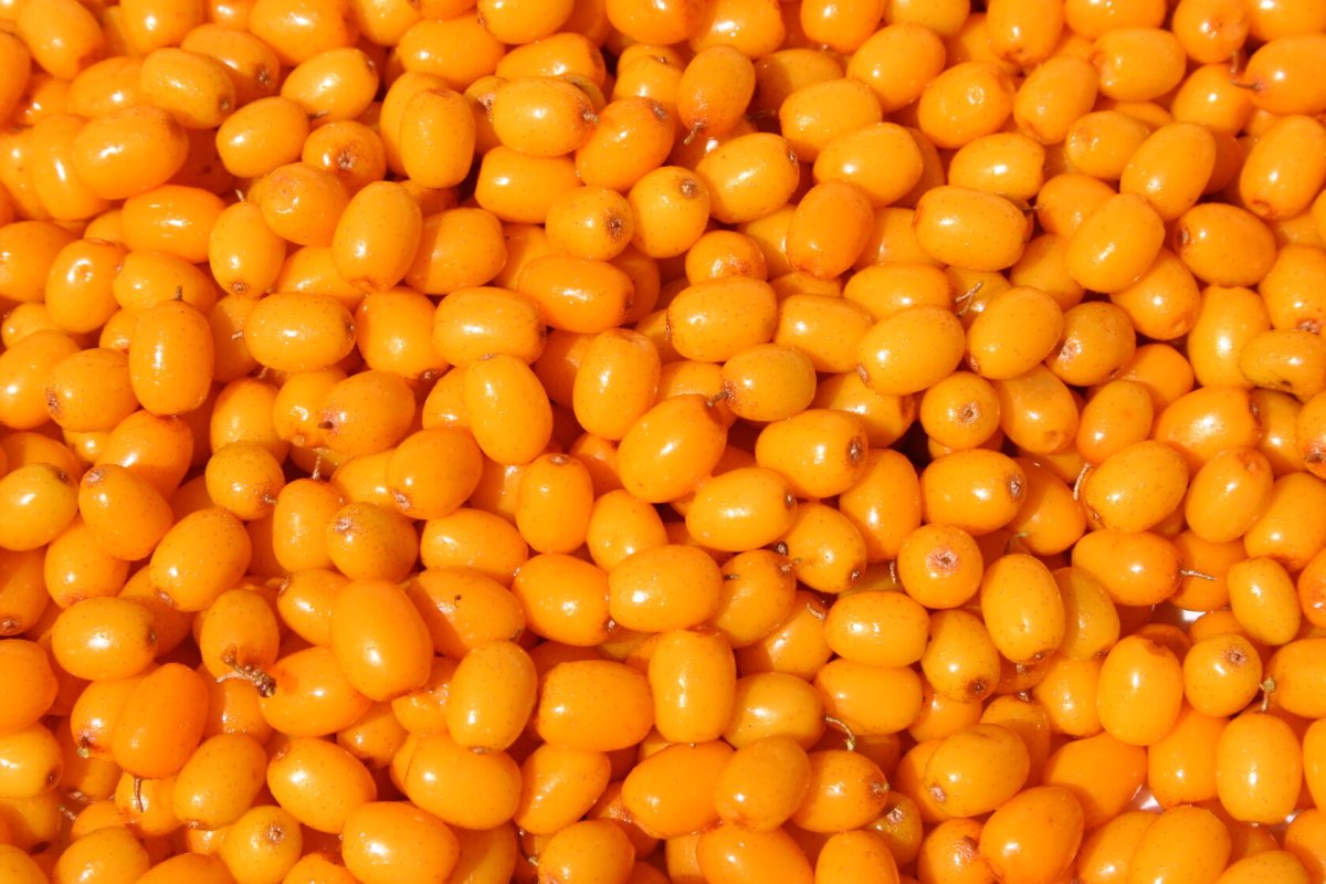 Sea Buckthorn Fruit