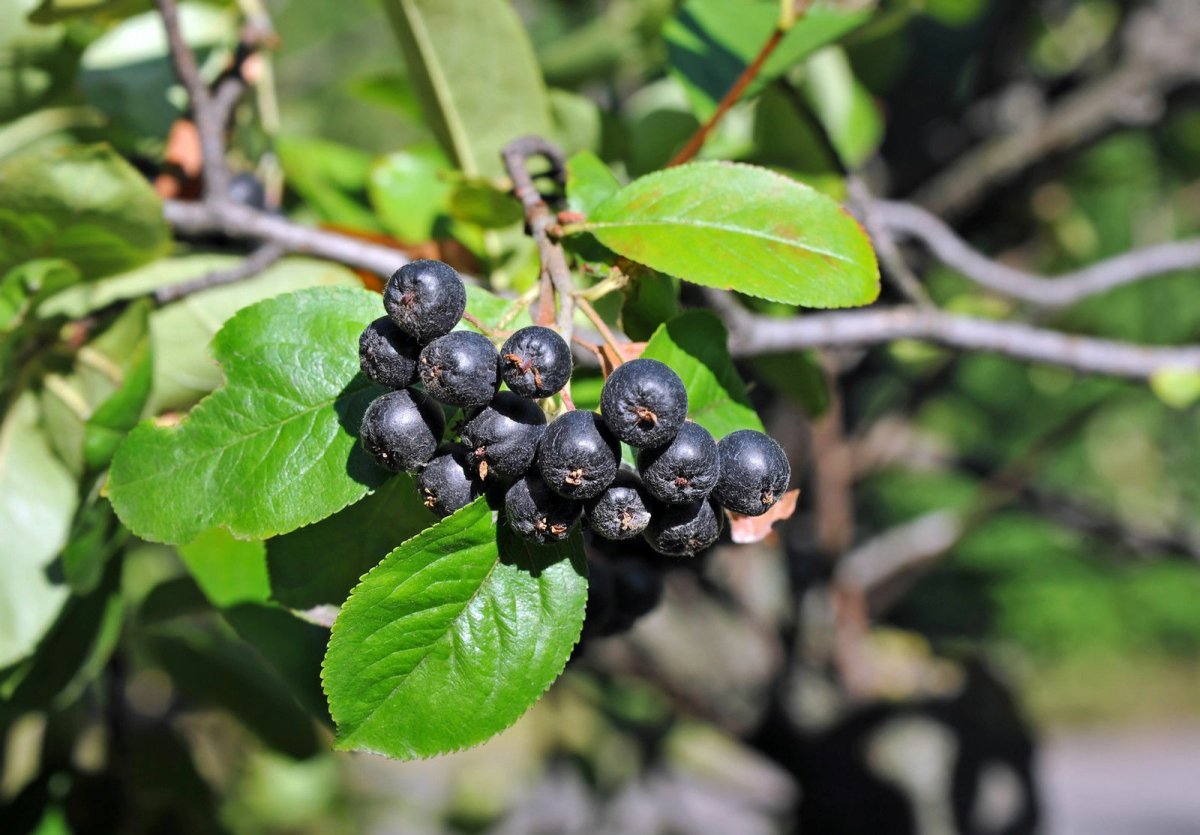 Арония черноплодная (Aronia melanocarpa)