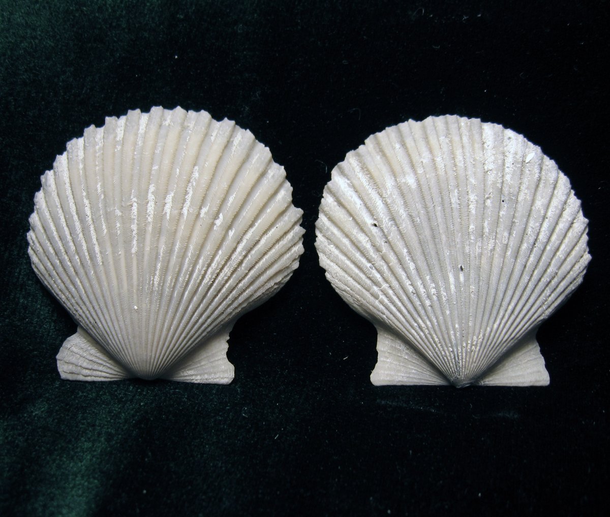 Морской гребешок Pecten ornatus