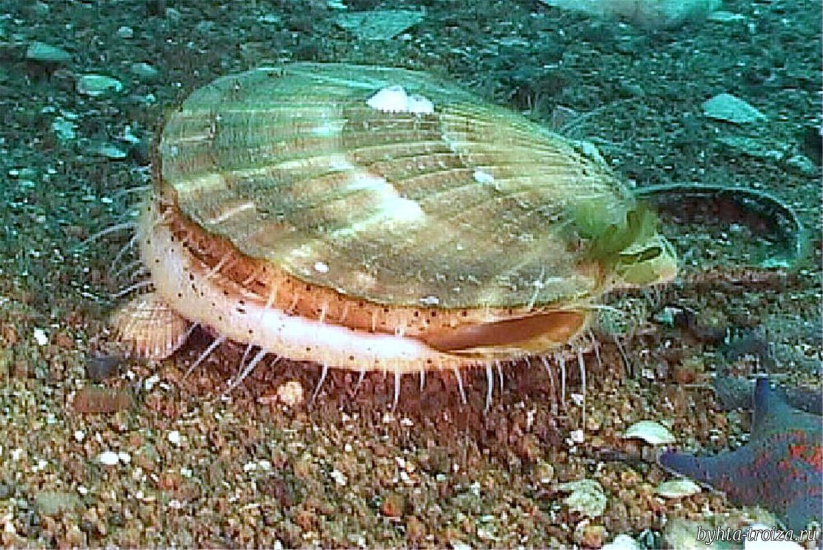 Двустворчатые моллюски морской гребешок