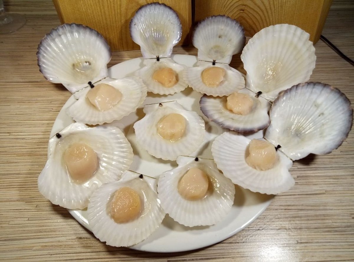Морские гребешки Nord Pilgrim