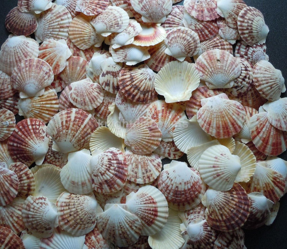 Морской гребешок Дальневосточный