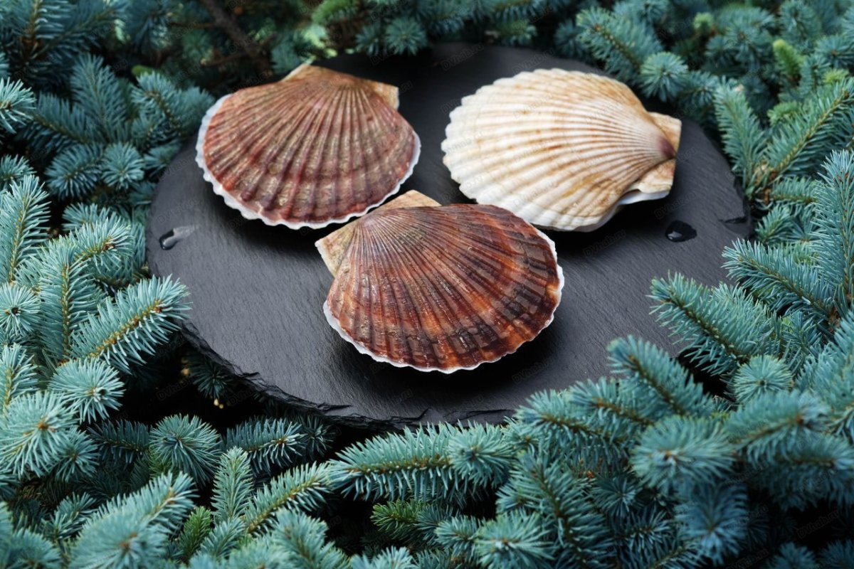 Морской гребешок Дальневосточный
