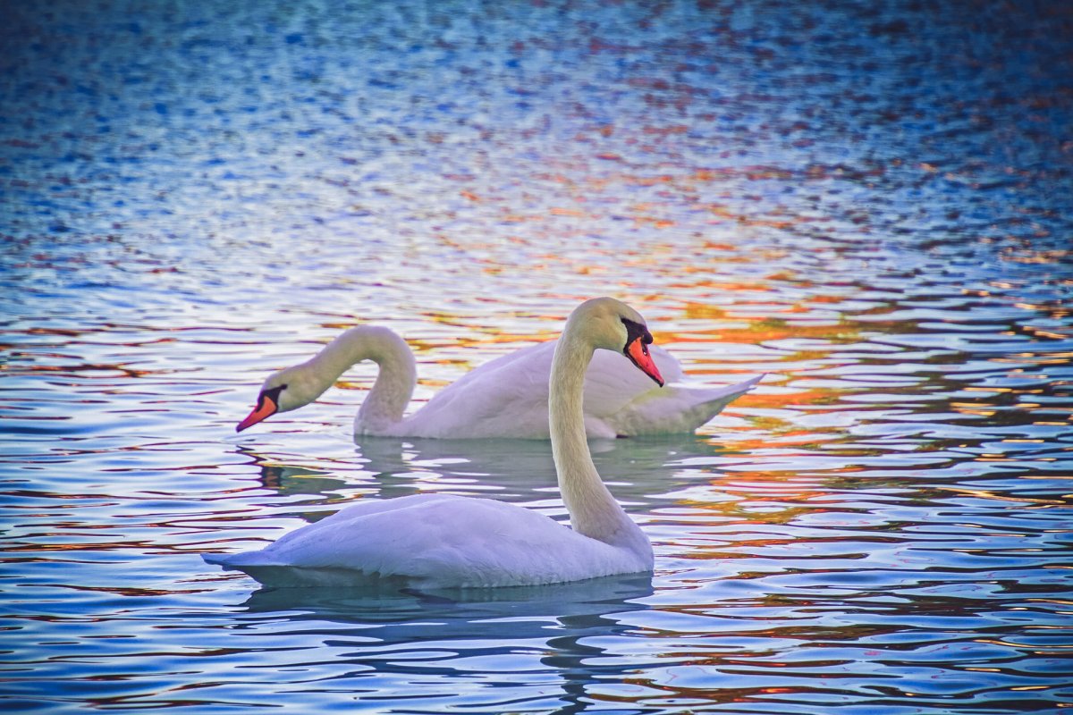 Птицы на воде