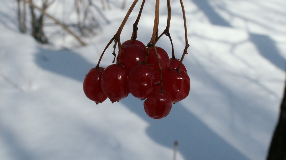 Черешня зимой