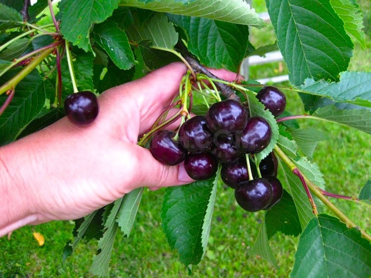 Вишня Шпанка Шимская
