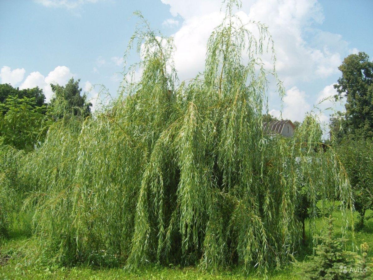 Ива белая плакучая