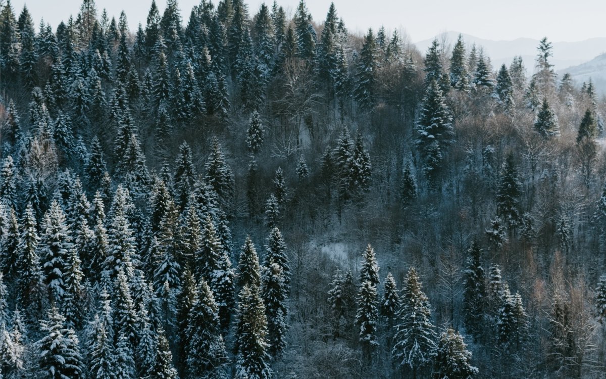 Еловый лес