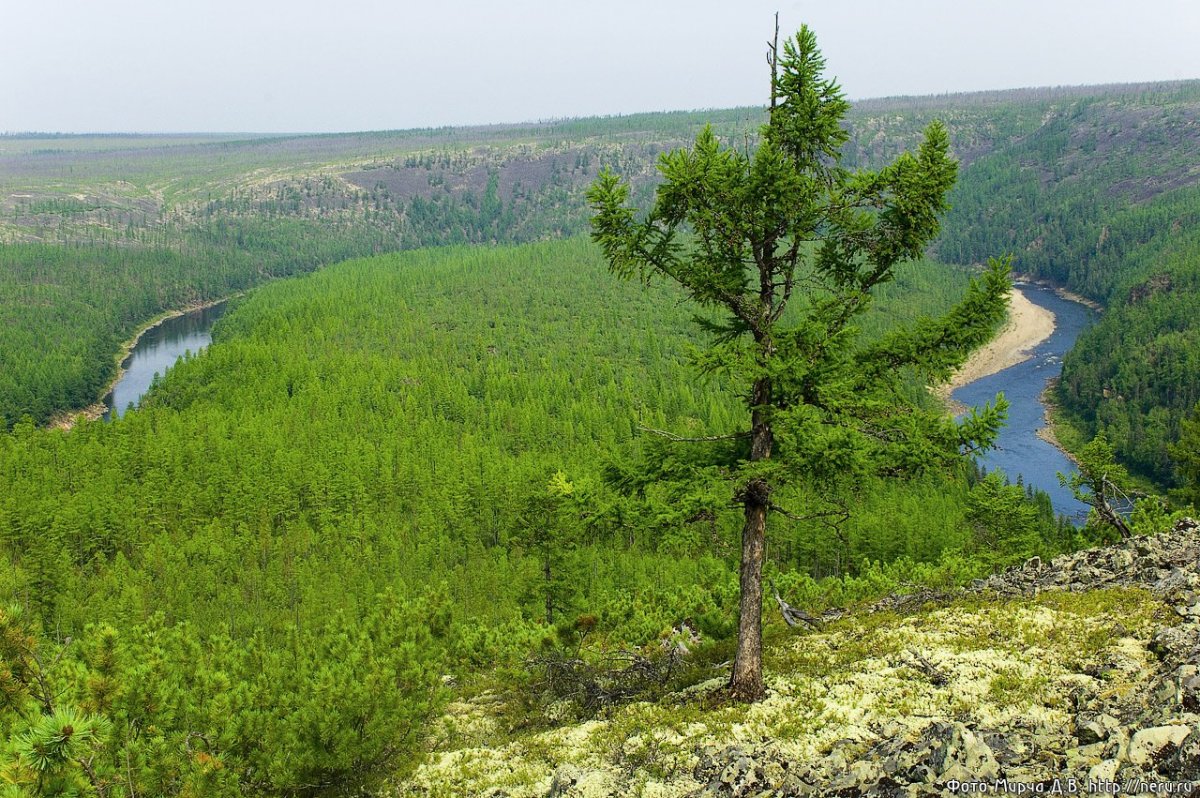 Тайга Якутии