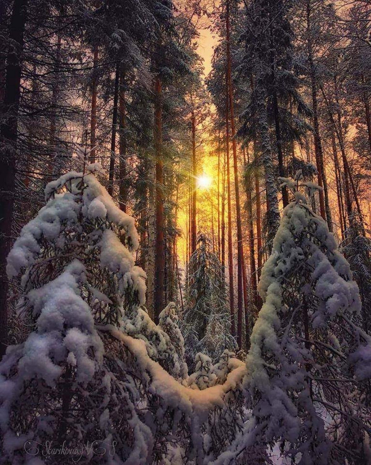 Леса зима